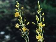 Bulbine bulbosa